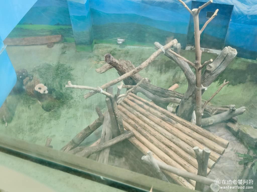 化石先生Mr. Fossil 貓熊餐廳 貓熊餐廳菜單 貓熊餐廳推薦 文山區美食 文山美食 動物園美食 坐在二樓靠窗位置，可以悠閒地看貓熊喝水、趴地發呆，想看多久就看多久。由於大貓熊分隔在幾個不同展區，不同窗邊的座位，各自對應不同個體，每個位置，都有機會看到貓熊。 @在地老饕阿府